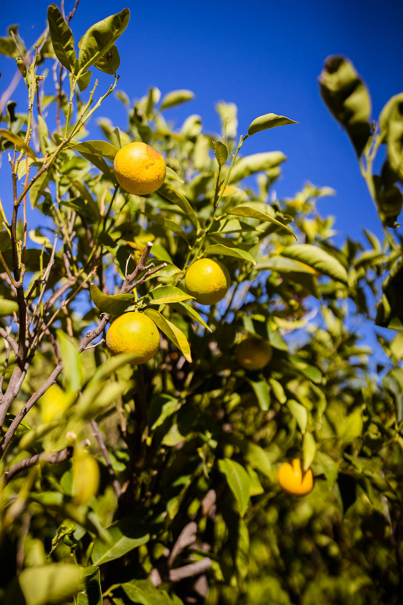 Export x3 1DX22710 Reportage